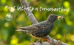 A seregély nem kizárólag gyümölcsökkel táplálkozik (Fotó: Orbán Zoltán)