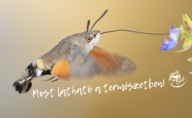 Kacsafarkú szender (Fotó: Kovács Norbert)