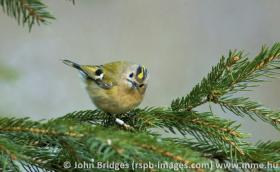 regreg_01_h_john_bridges_rspb