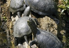 Napozó mocsári teknősök