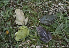 Zöld levelibéka négyféle színváltozata