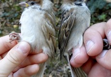 Gyűrűzéskor kézben tartott madarak