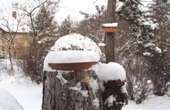 Hósipkás etetőtálca havazás után (Fotó: Orbán Zoltán). A hó nemcsak a fedetlen etetőket és az itatókat, de az ágak és a talaj természetes táplálkozóhelyeit is elzárja a madarak elől.