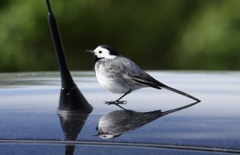A madarak élőhelyén parkoló autók fényezése is vizuális madárcsapda (a képen barázdabillegető látható) lehet (Fotó: Orbán Zoltán)