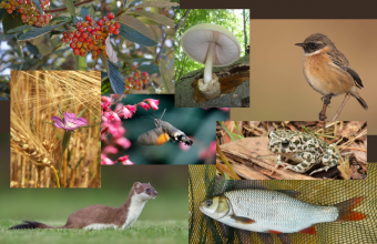 A 2021. év fajai (Fotók: MME archívum, Vadonleső, MHT, MMT, OEE)