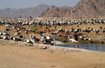 Fehér gólyák a Sínai-félszigeten (fotó: Marjo Glerum)