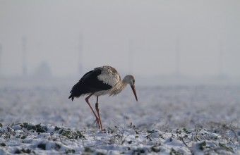 Telelő fehér gólya "egerészik" egy havas hómezőn Közép-Magyarországon (Fotó: Orbán Zoltán).