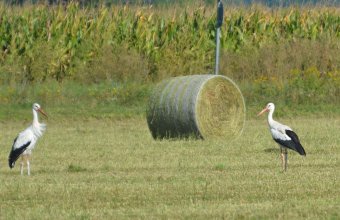 Svéd gyűrűs fehér gólya (Fotó: Papp Ferenc)
