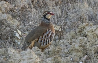 A vörös fogoly idegenhonos faj Magyarországon, jelenléte tovább veszélyeztetheti a hazánkban őshonos és a kipusztulás szélére került szürke foglyot (Fotó: Horváth Márton)