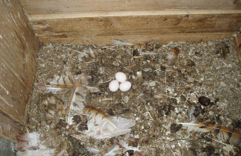 Három tojásból álló gyöngybagoly-fészekalj (Fotó: Völgyi Sándor) 