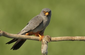 Kék vércse hím (Fotó: Lóki Csaba).