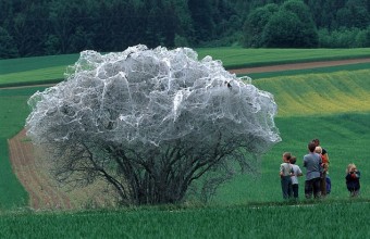 Svájcban fotózták ezt az elszigetelten álló fát, melyet teljesen beszőttek az apró hernyók (Fotó: Thomas Marent).