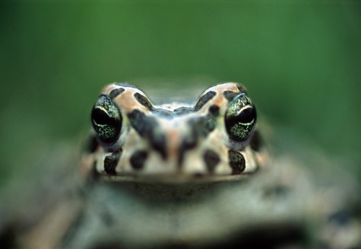 Zöld varangy portré (Fotó: Máté Bence)