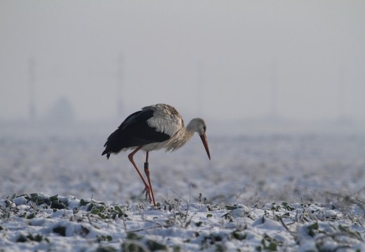 Telelő fehér gólya "egerészik" egy havas hómezőn Közép-Magyarországon (Fotó: Orbán Zoltán).