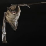 Közönséges késeidenevér (Fotó: Forrásy Csaba)