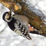 Fehérhátú fakopáncs Fehérhátú fakopáncs