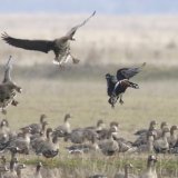 Vadlúdcsapatba beszálló vörösnyakú lúd a Hortobágyon (fotó: ifj. Oláh János)