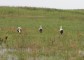 Jeladós fehér gólyák (fotó: Szász Péter)