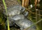 Mocsári teknős (Fotó:Nagy Károly)