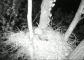 Videofelvételből kivágott kép a parlagi sas fészekbe települt vörös vércse tojásos fészekalját elpusztító nyestről (Felvétel: termeszetfilm.hu)