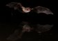 Ivó hosszúszárnyú denevér (Fotó: Estók P.)