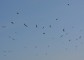 Termikelő gólyacsapat Ludányhalászi felett