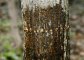 Cukros növényi nedvért fakérget lékelő harkály "gyűrűzésének" jellegzetes nyoma a fővárosi Népligetben (Fotó: Orbán Zoltán)