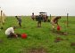 Szalakóta Gazda Program: párhuzamosan zajlott a csemeték ültetése és a kerítésoszlopok állítása (Fotó: Sós Tibor)