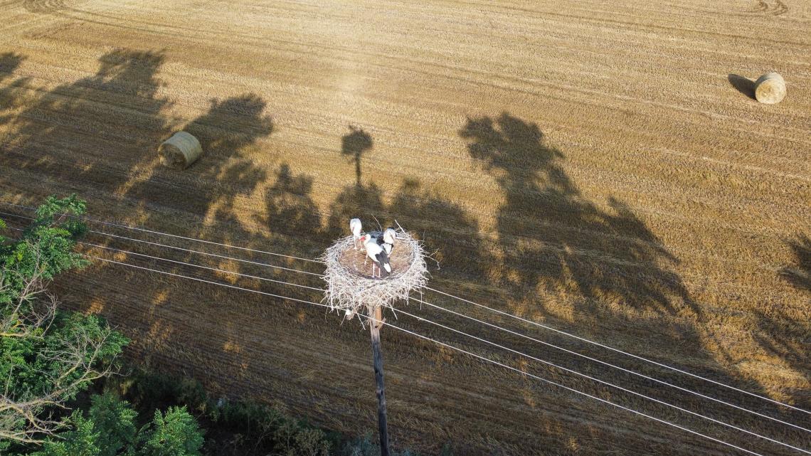 Fehér gólya fészek mezőgazdasági terület mellett_fotó_Lovászi Péter