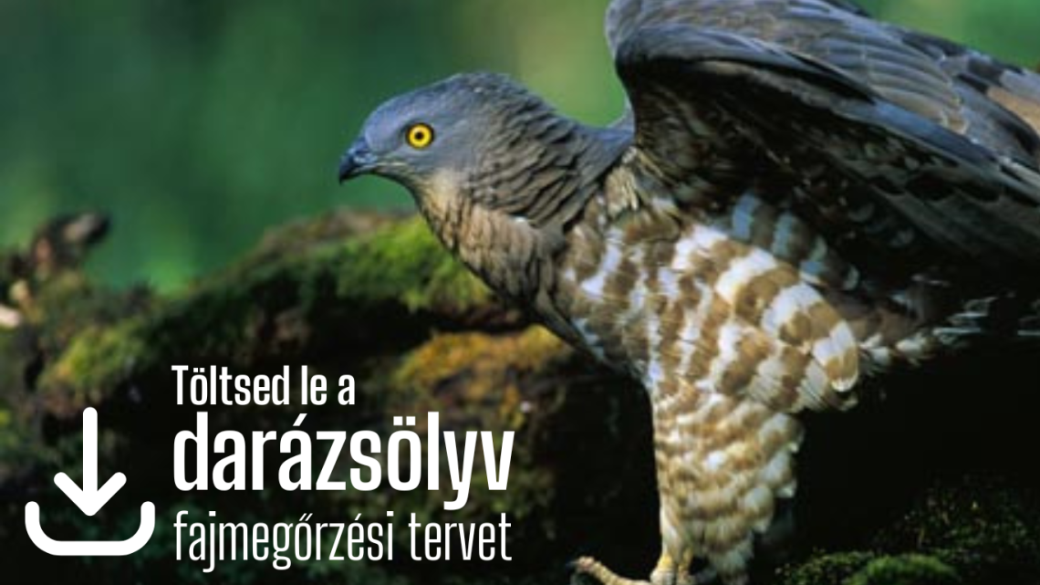 Darázsölyv_fajmegőrzés
