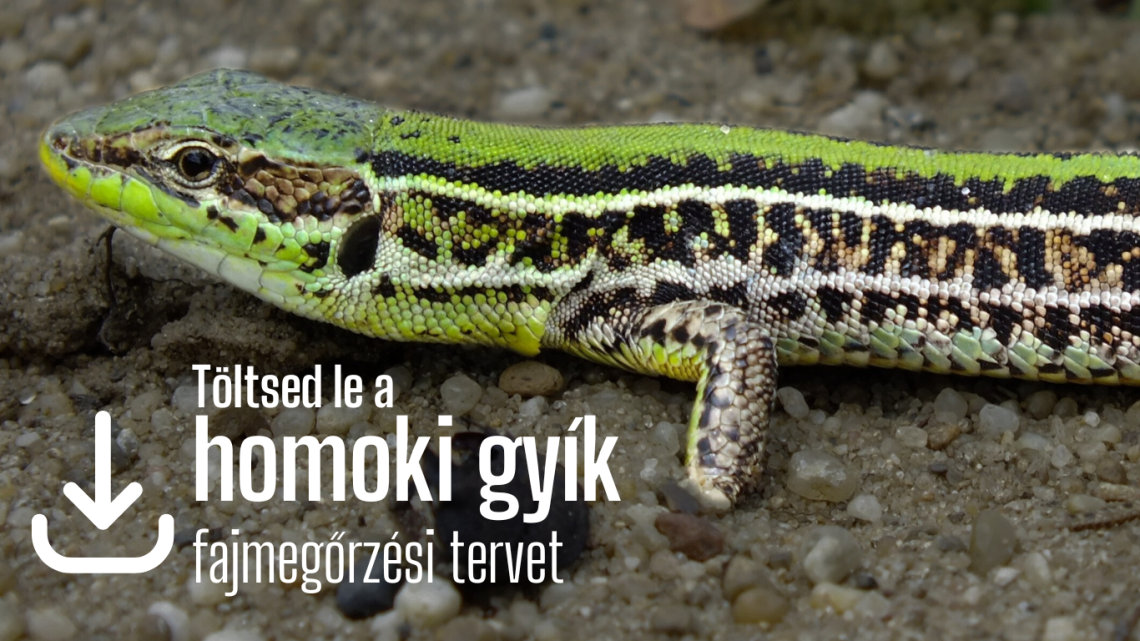homoki gyík_fajmegőrzés