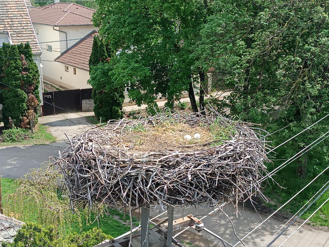 A fehér gólya fészke két tojással ( Fotó: Lovászi Péter) 