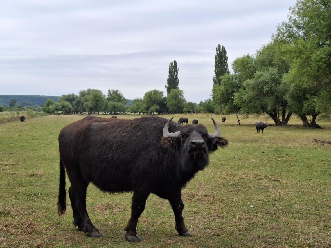 Kialakulóban levő füzes fáslegelő a Rovákja-patak völgyében(Lovasberény) (Szili István fotója)