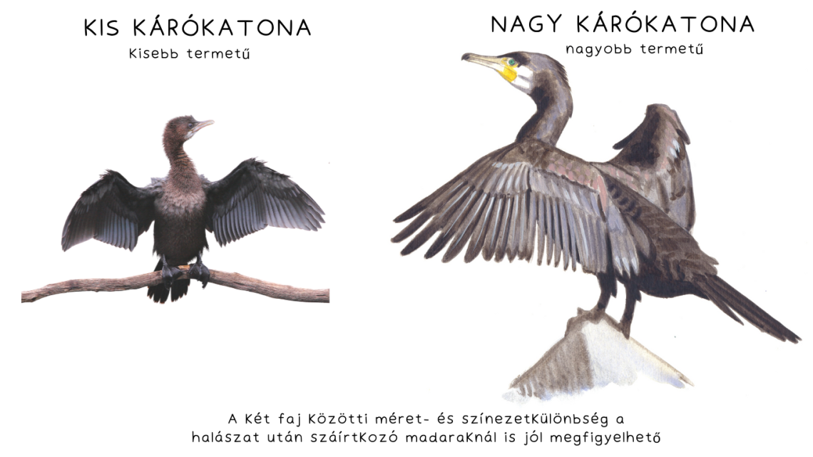  A kis kárókatona és a nagy kárókatona összehasonlítása