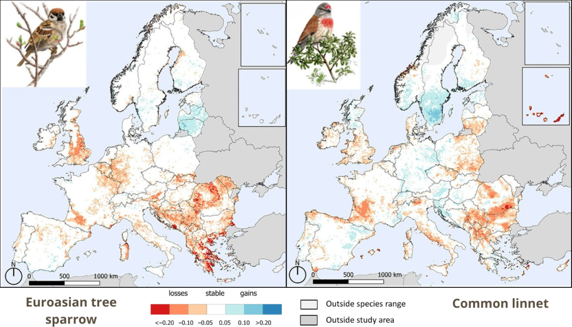 A mezei veréb és a kenderike változástérképe (Forrás: https://www.ebcc.info)