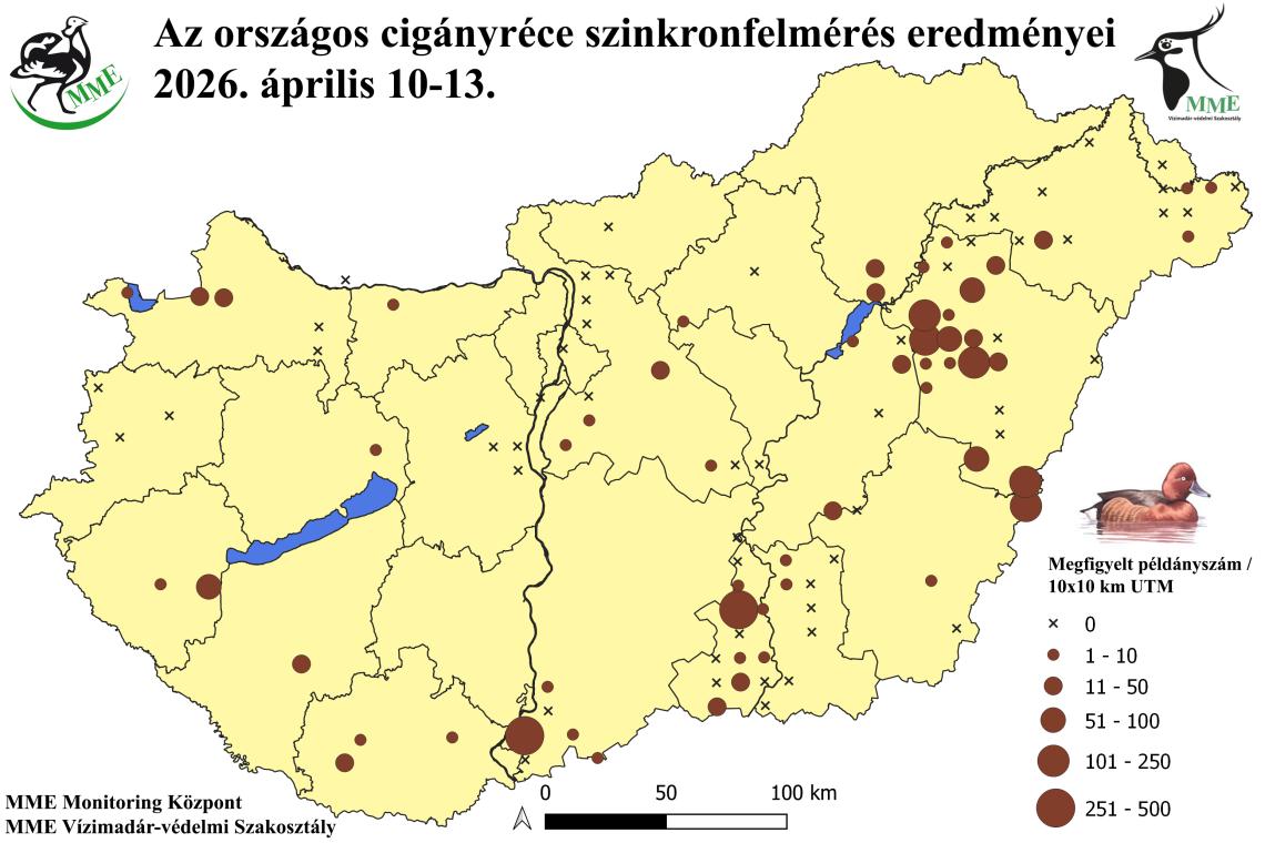 A 2026. évi országos tavaszi cigányréce szinkronszámlálás eredményei
