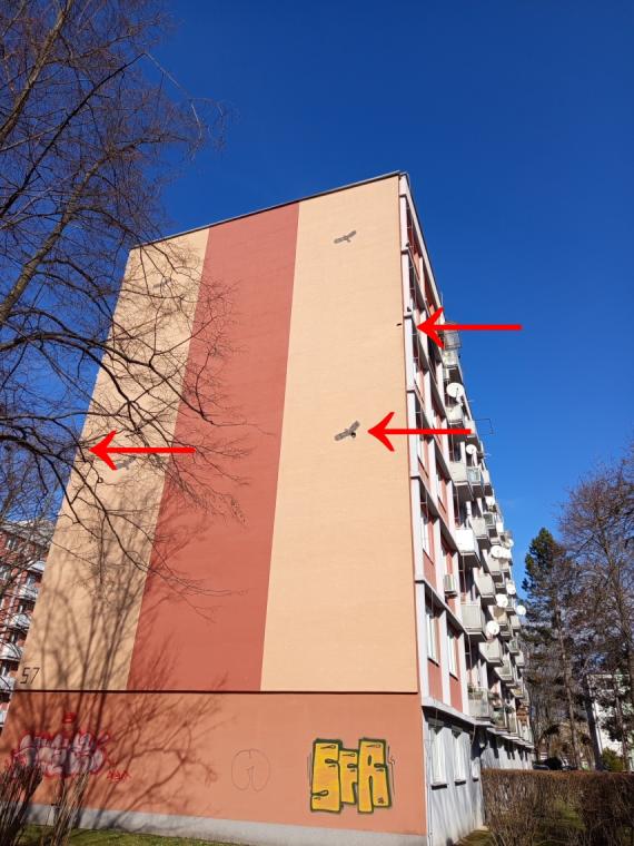 harkaly_falrongalas_ragadozomadar_sziluettben_csokakkal_Facebook_bejegyzes_Jan_Koci_20260225_2.JPG