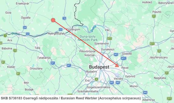 Egy érdekes megkerülés: 2025 augusztusában Gbelce (Dél-Szlovákia) gyűrűzött cserregő nádiposzáta került kézre