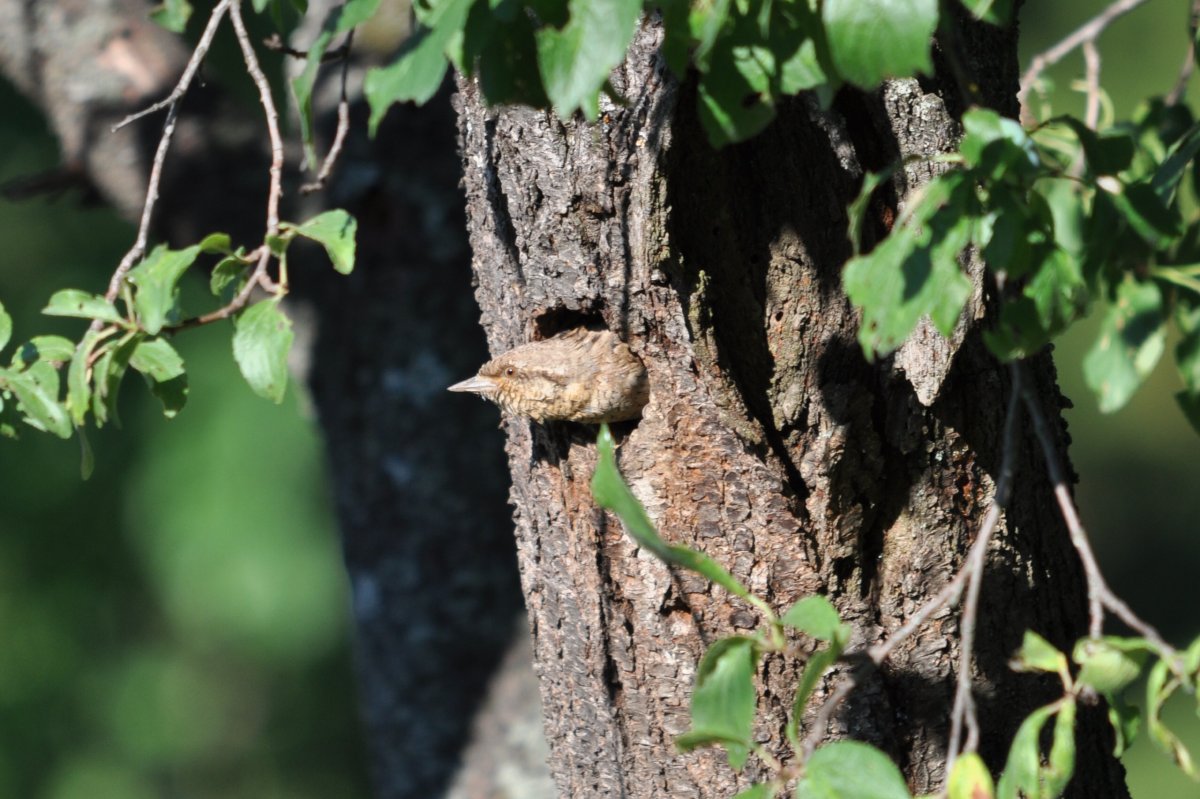 Régi harkályodúban fészkelő nyaktekercs (Jynx torquilla) / Wryneck nesting in an old woodpecker nest cavity (Gerard Gorman).