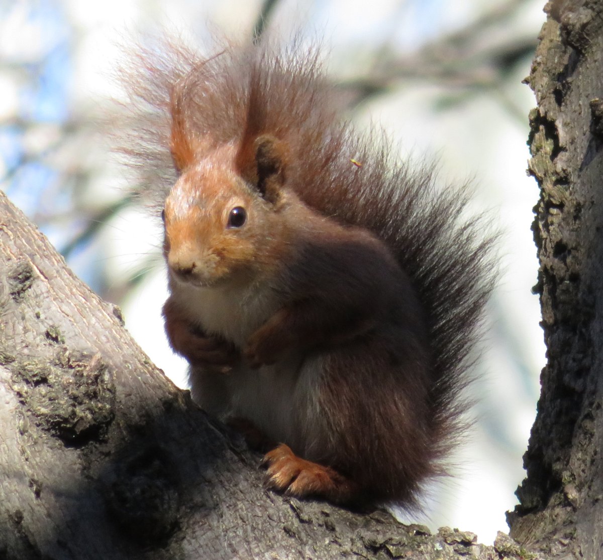 A mókusok (Sciurus vulgaris) gyakran használják a nagyobb harkályodúkat fészekként, vagy táplálék raktározására / Red Squirrels regularly use larger woodpecker cavities as dens and to store food (Tóth Mária).