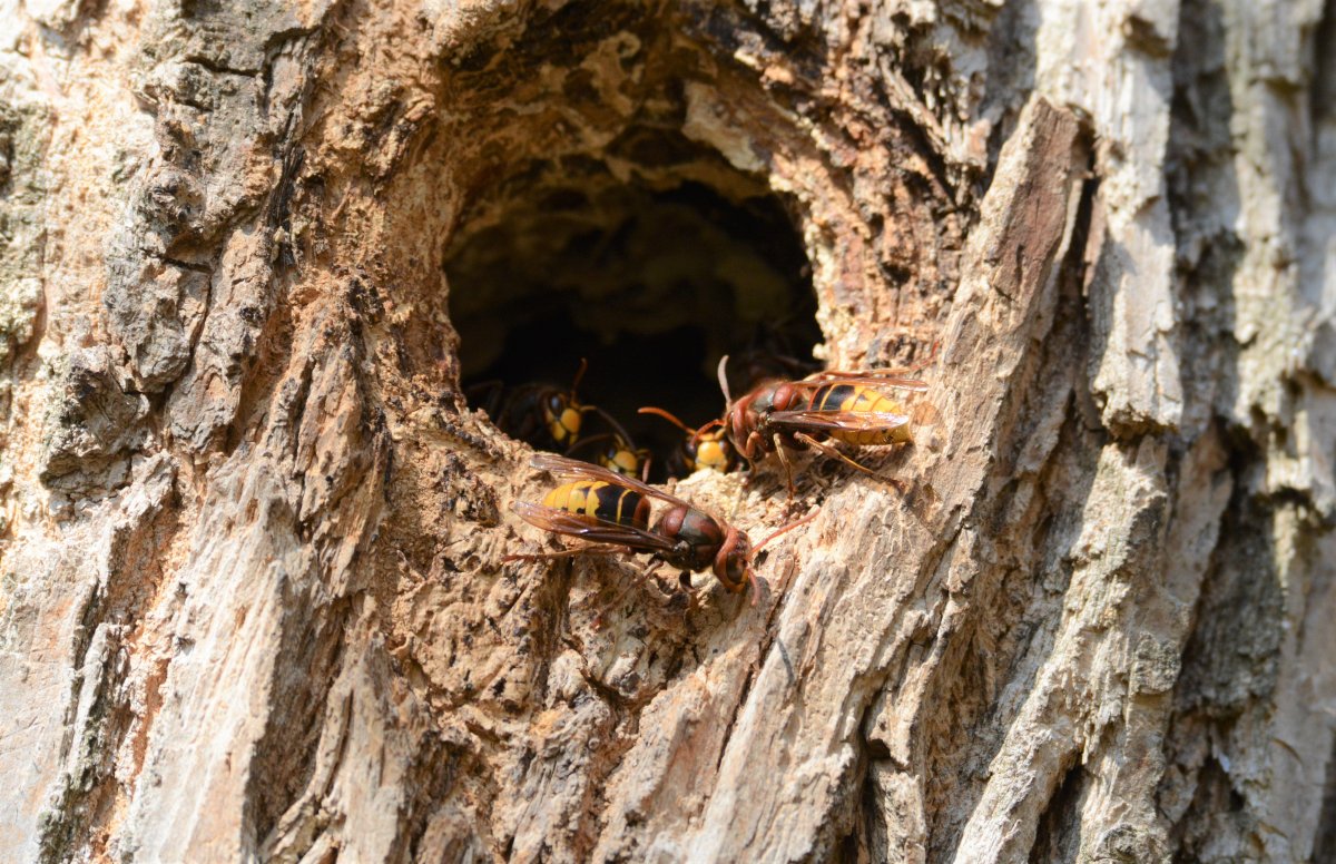 Régi harkályodút használó lódarazsak (Vespa crabro) / Hornets using an old woodpecker nest cavity (Gerard Gorman).