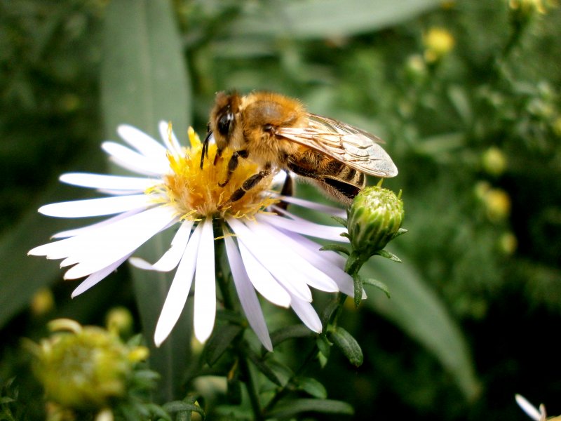 Házi méh (Fotó: Tarjáni Stella)