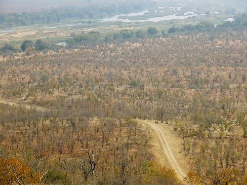 Ilyen az erdős szavannai növényzet borítja Zimbabwe keleti része, ahová tegnap „Hajdú” megérkezett (fotó: Luke Wilson)